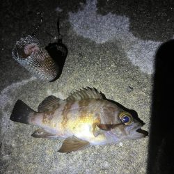 メバル 大アジ釣れました