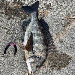 エビ撒きでセイゴ・チヌ釣れました