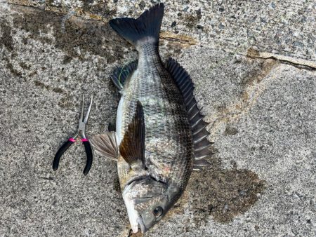 エビ撒きでセイゴ・チヌ釣れました