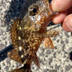 やっぱりガシラ(アラカブ)