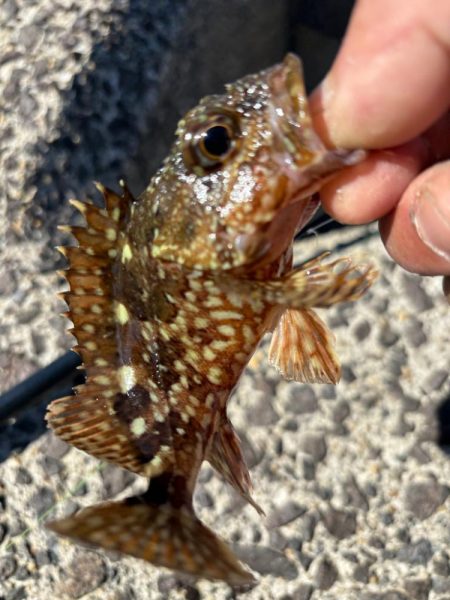 やっぱりガシラ(アラカブ)