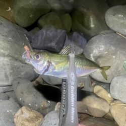 アジング渋かった