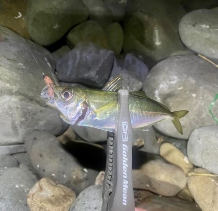 アジング渋かった