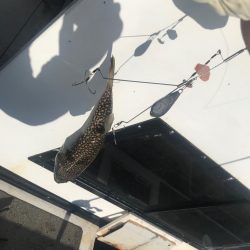 淡路室津のカットウ釣り