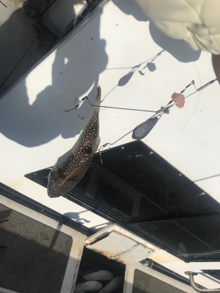 淡路室津のカットウ釣り