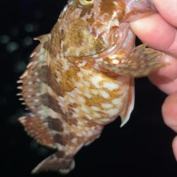 極寒メバリング