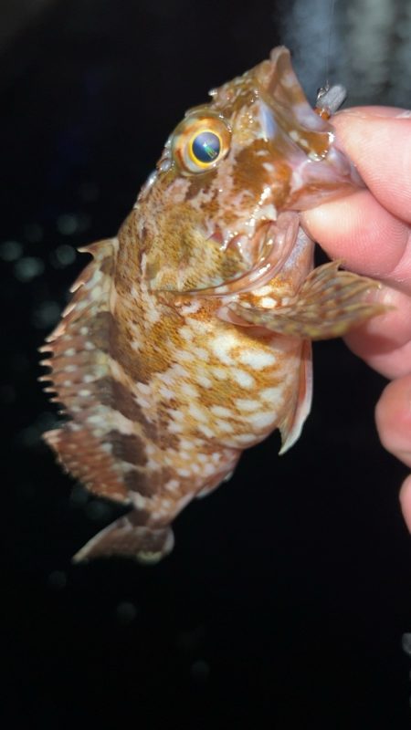 極寒メバリング