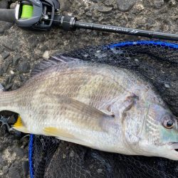 今日も今日とて