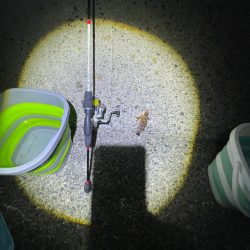 エギングは厳しかった。