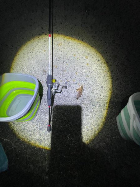 エギングは厳しかった。