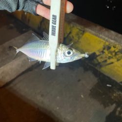 アジングゥ〜♩