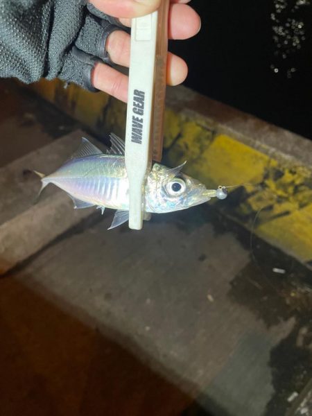 アジングゥ〜♩