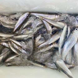 ワカサギ、シナノユキマス釣り