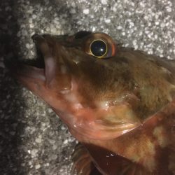 釣り始めはガシラから