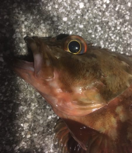 釣り始めはガシラから