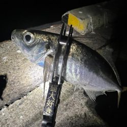 淡路島アジング