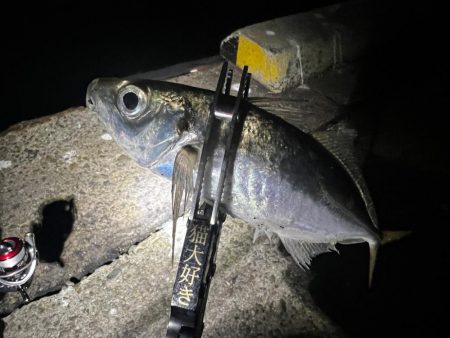 淡路島アジング