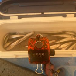 ワカサギ釣り&シナノユキマス釣り