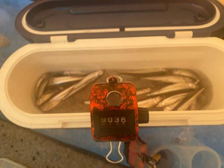 ワカサギ釣り&シナノユキマス釣り