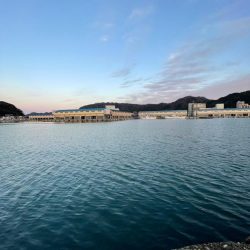 今シーズン初サゴシ