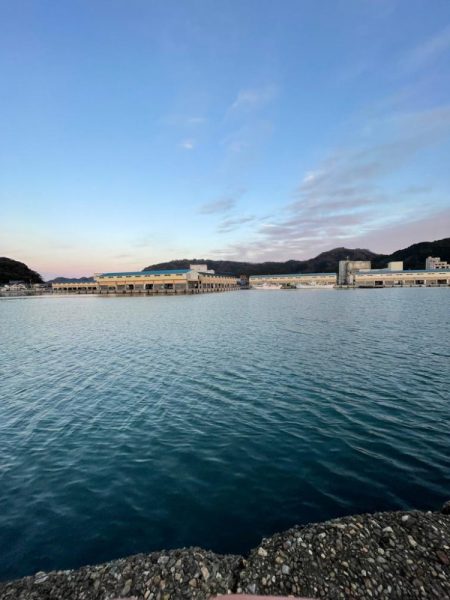 今シーズン初サゴシ