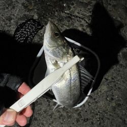 ぶっ込み(初釣り)