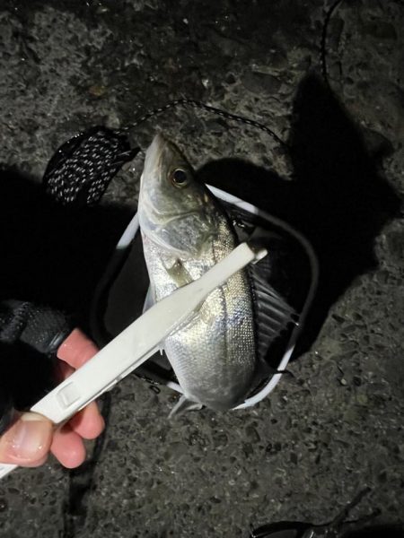 ぶっ込み(初釣り)