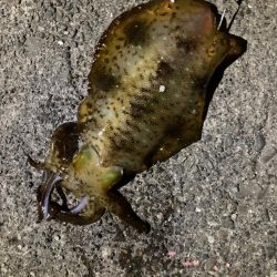 初釣り、なんとか釣れた。