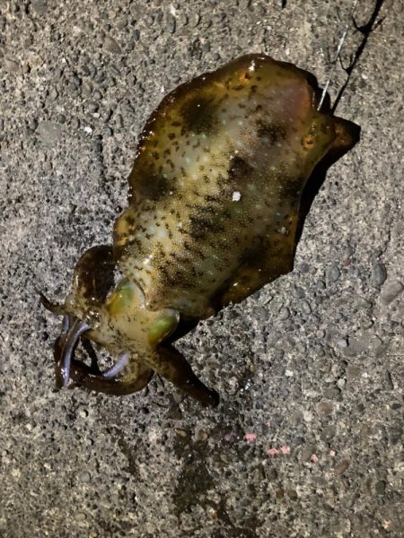 初釣り、なんとか釣れた。