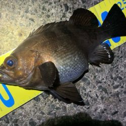 初釣りはメバリング