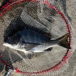エビ撒きで初チヌ釣れました