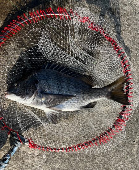 エビ撒きで初チヌ釣れました
