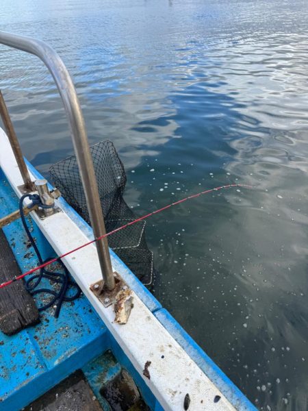 チニング　今年初釣行