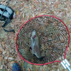 管釣り釣れればデカマス！