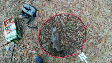 管釣り釣れればデカマス！