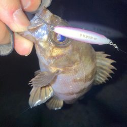 2024ライトゲーム第1戦