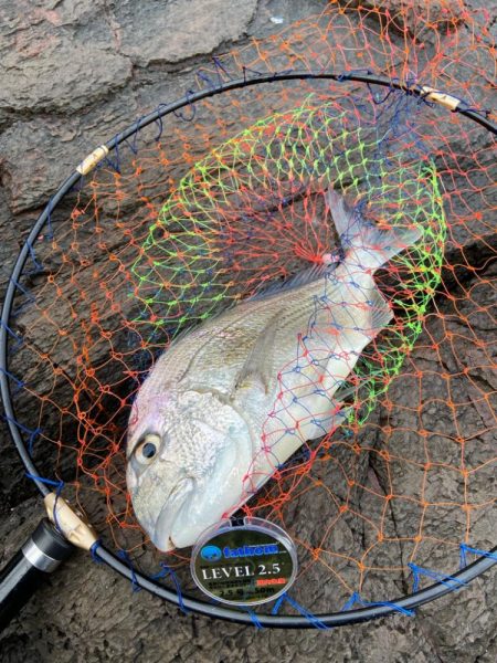 まさかの石鯛とヘダイ