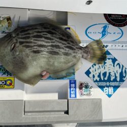 大分で連チャンしてカワハギ釣りでした