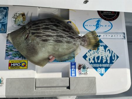 大分で連チャンしてカワハギ釣りでした