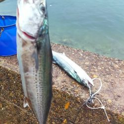 先週のサゴシ釣行に味をしめ