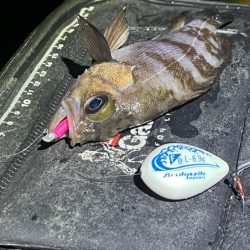 姫路メバリングで初釣り|メバル激渋!ガシラ高活性!!