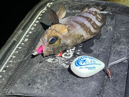 姫路メバリングで初釣り|メバル激渋!ガシラ高活性!!