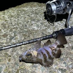 メバルは真冬の激渋！ガシラは産卵前の荒食いで爆釣モード！！