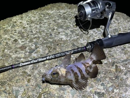 メバルは真冬の激渋！ガシラは産卵前の荒食いで爆釣モード！！