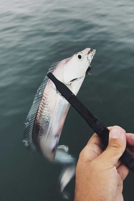 １月でもまだまだ大量回遊！！