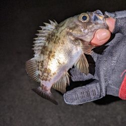 メバリングがアジングに