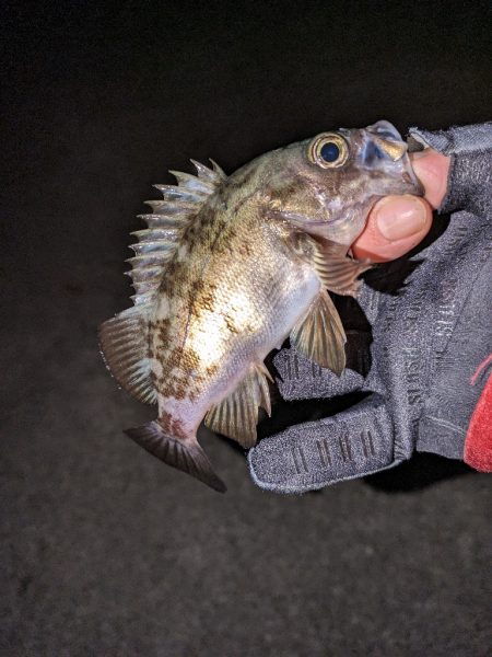 メバリングがアジングに