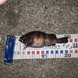 渋いメバリング