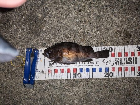 渋いメバリング