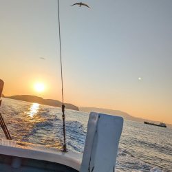 色んな魚種（サウス）